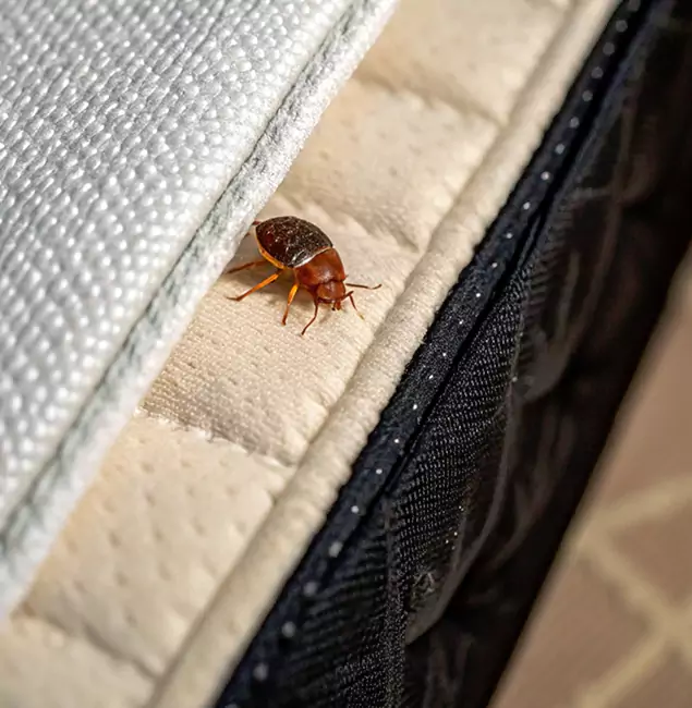 Why Union Homeowners Trust Union Pest Control Pro for Tick Treatment?