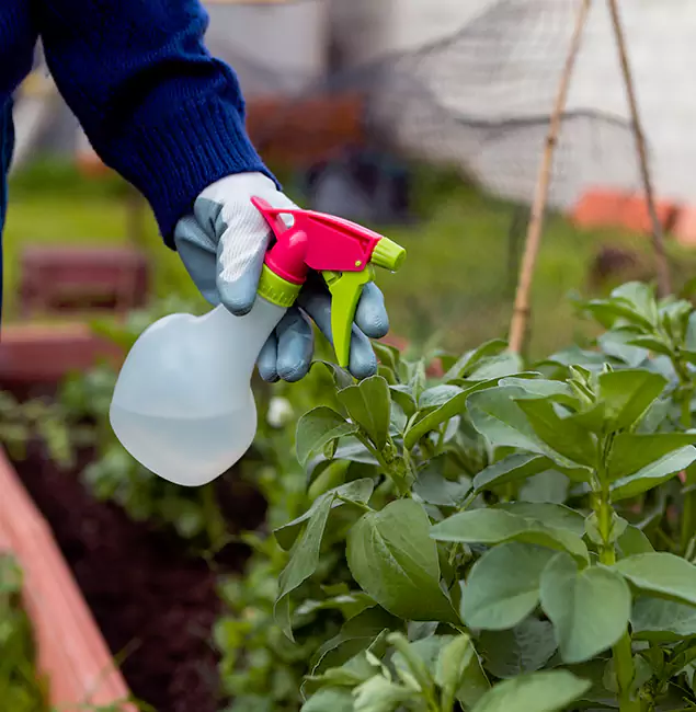Why Union Relies on Union Pest Control Pro for Wasp Control Services?