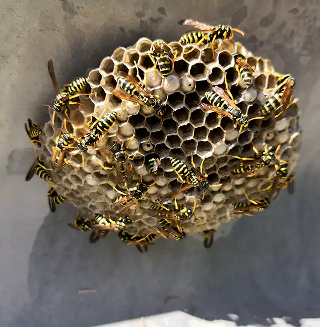 Why Union Chooses Union Pest Control Pro for Wasp Control Services?