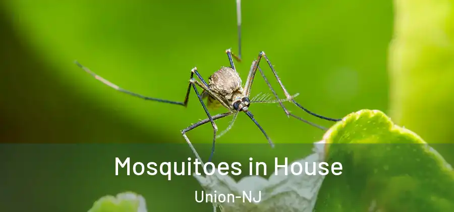 Mosquitoes in House Union-NJ