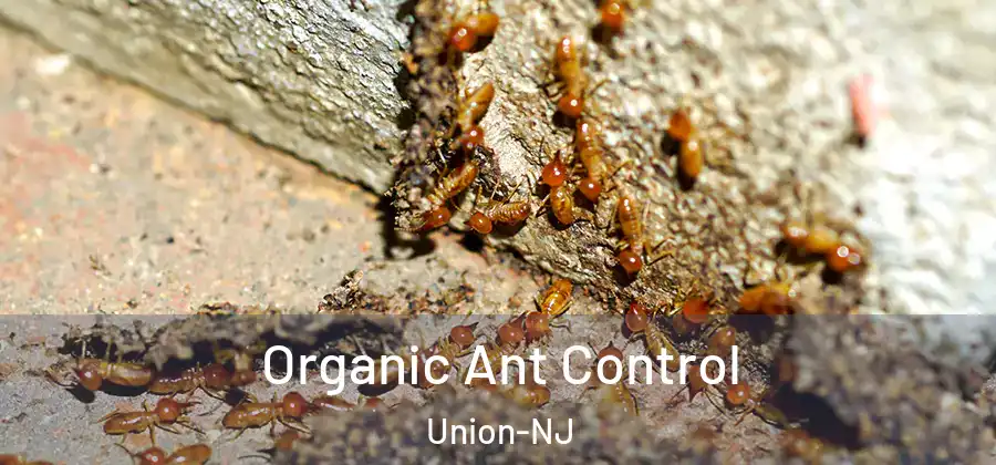 Organic Ant Control Union-NJ