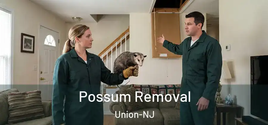 Possum Removal Union-NJ