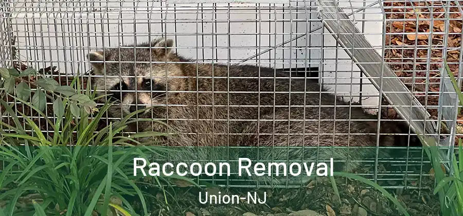 Raccoon Removal Union-NJ