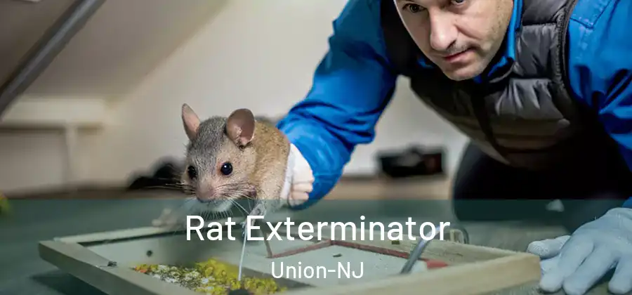 Rat Exterminator Union-NJ