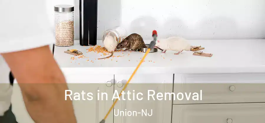 Rats in Attic Removal Union-NJ