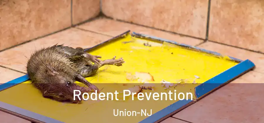Rodent Prevention Union-NJ