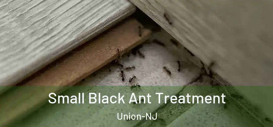 Small Black Ant Treatment Union-NJ