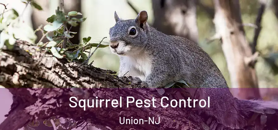 Squirrel Pest Control Union-NJ