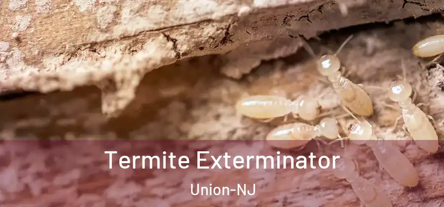 Termite Exterminator Union-NJ